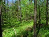 Image of landscape