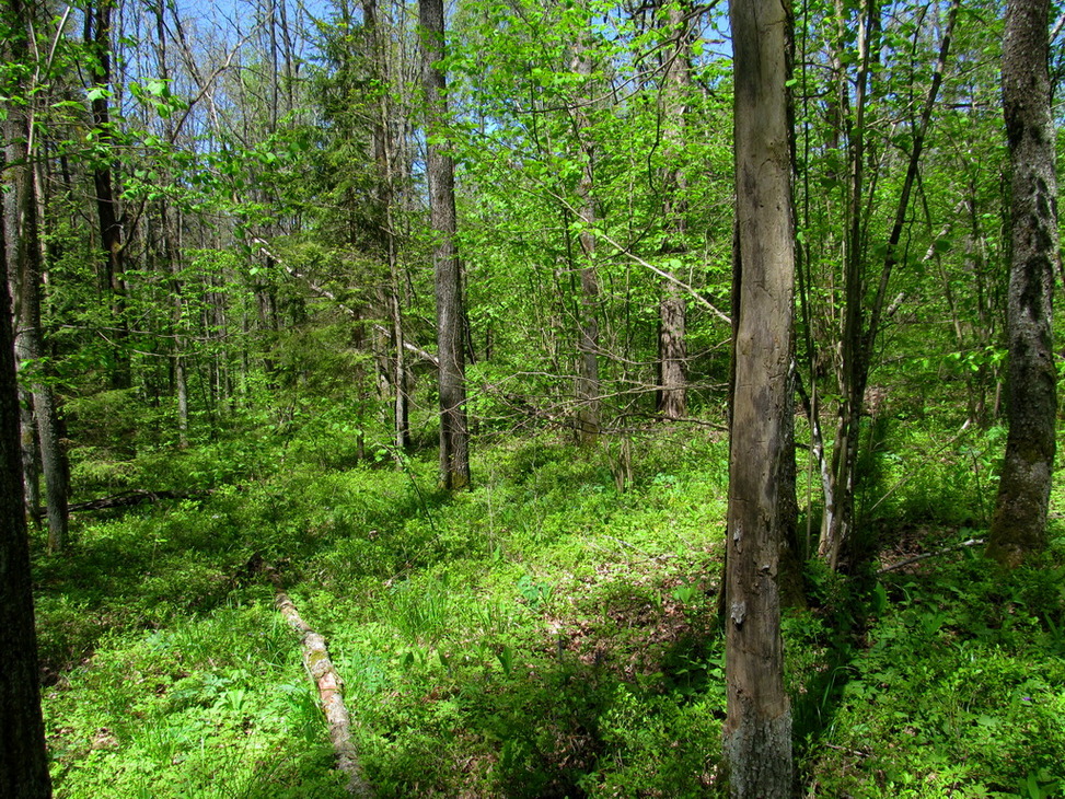 Рутковский пригорок, image of landscape/habitat.