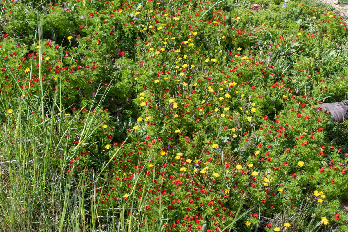 Иудейские горы, image of landscape/habitat.