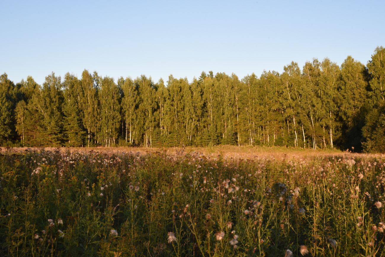 Окрестности деревни Князево, image of landscape/habitat.