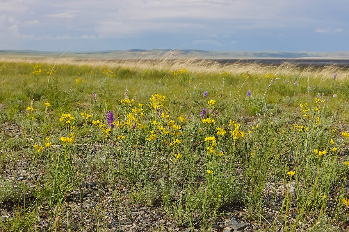 Тэли, image of landscape/habitat.