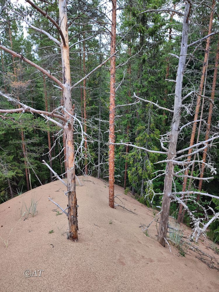 Устье Тулоксы, image of landscape/habitat.