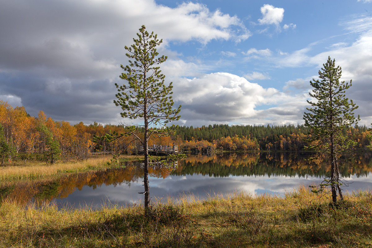 Беличий хвост, image of landscape/habitat.