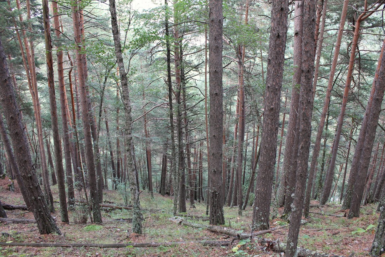 Окр. посёлка Эльбрус, image of landscape/habitat.