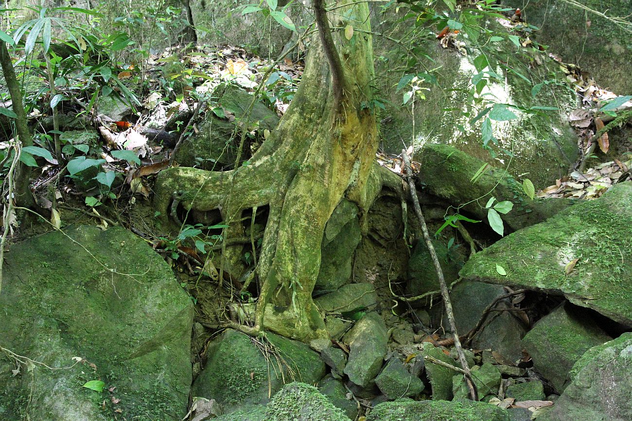 Окрестности лагеря "Lupa Masa", image of landscape/habitat.