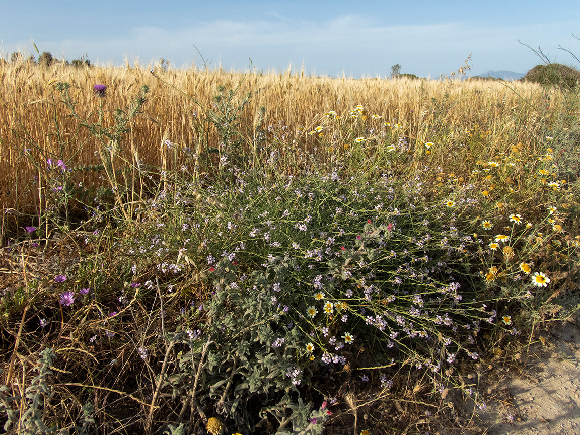 Остров Парос, image of landscape/habitat.