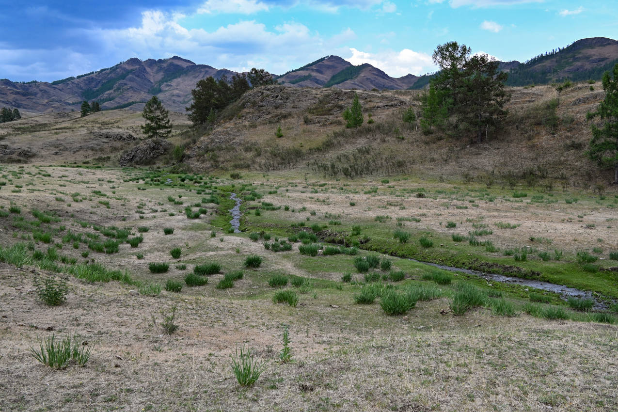 Долина реки Аскиз, image of landscape/habitat.