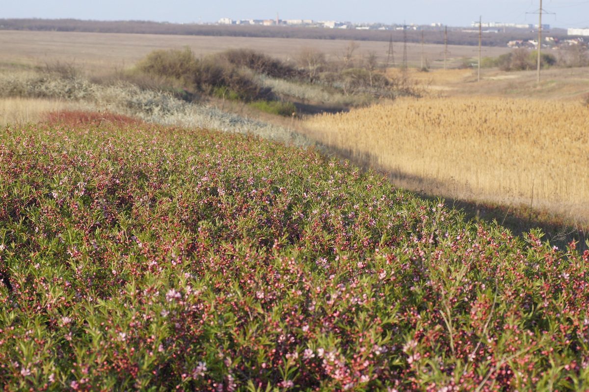 Балка Мацутина, image of landscape/habitat.