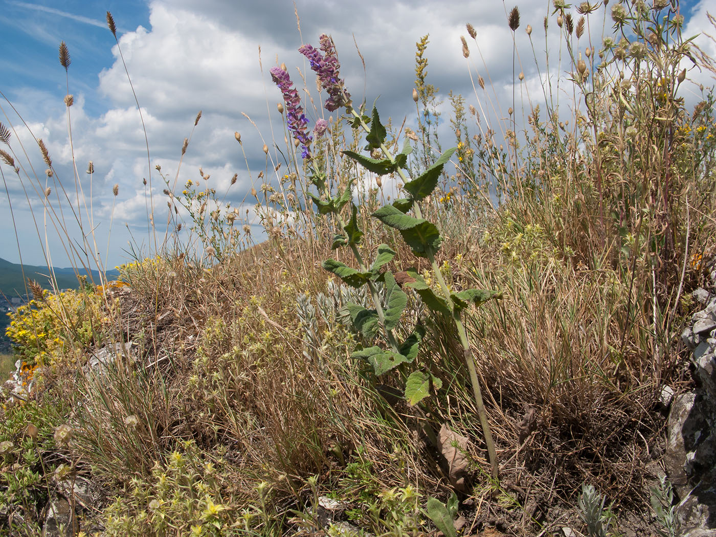 Перевал Маркотх, image of landscape/habitat.