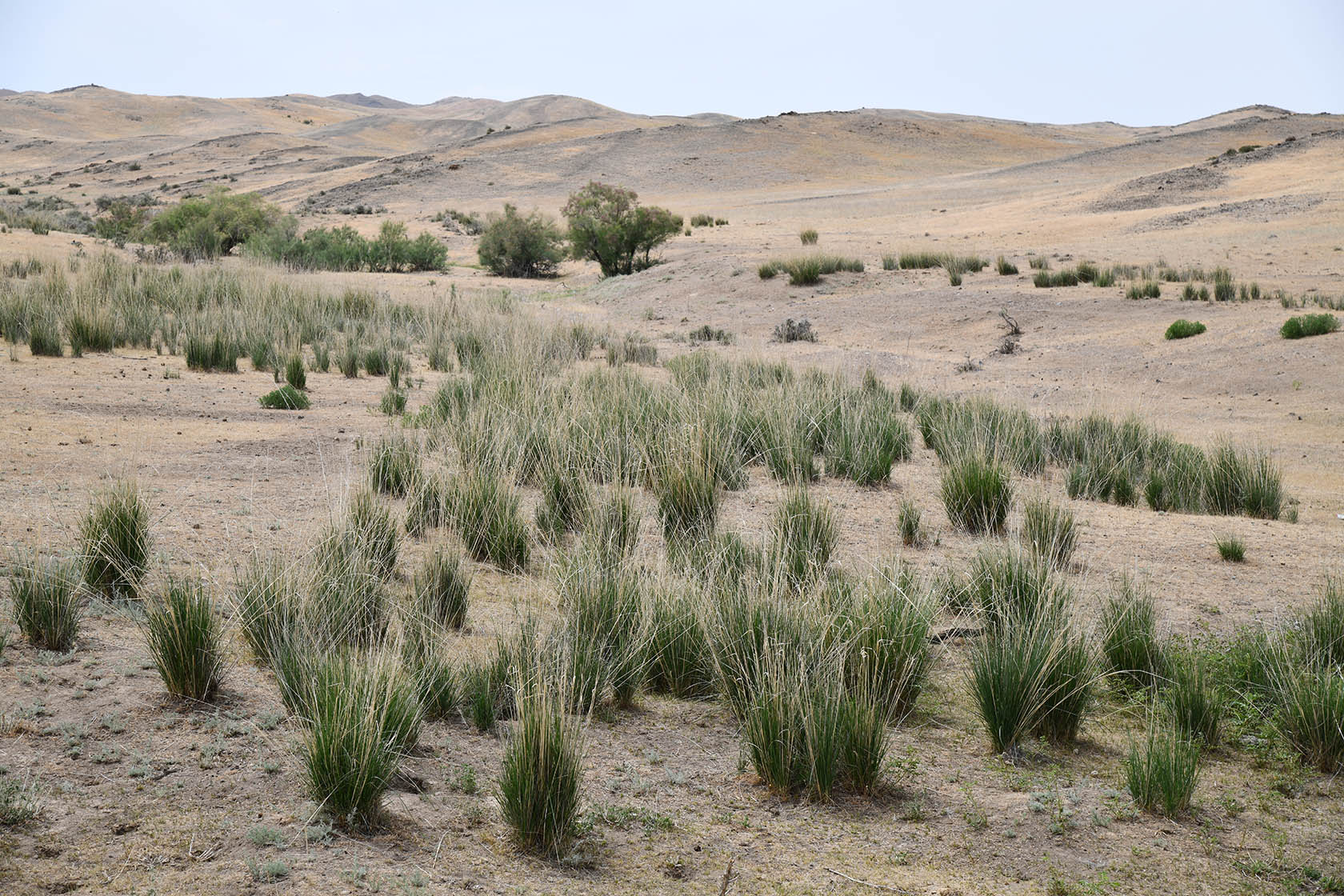 Ак-Чеку, image of landscape/habitat.