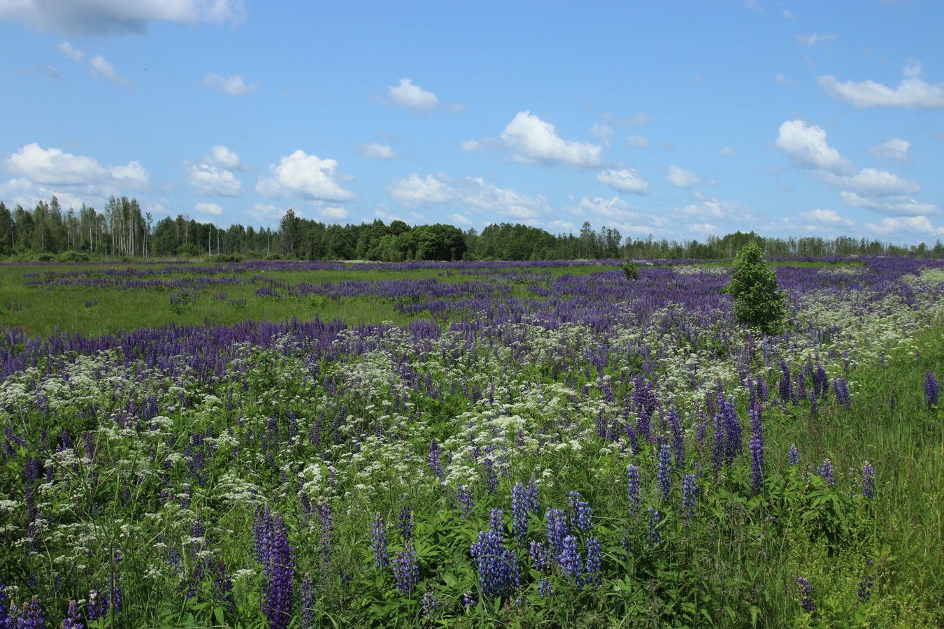 Окрестности Косенково, изображение ландшафта.