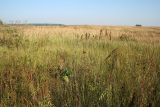 Танаевские луга, image of landscape/habitat.