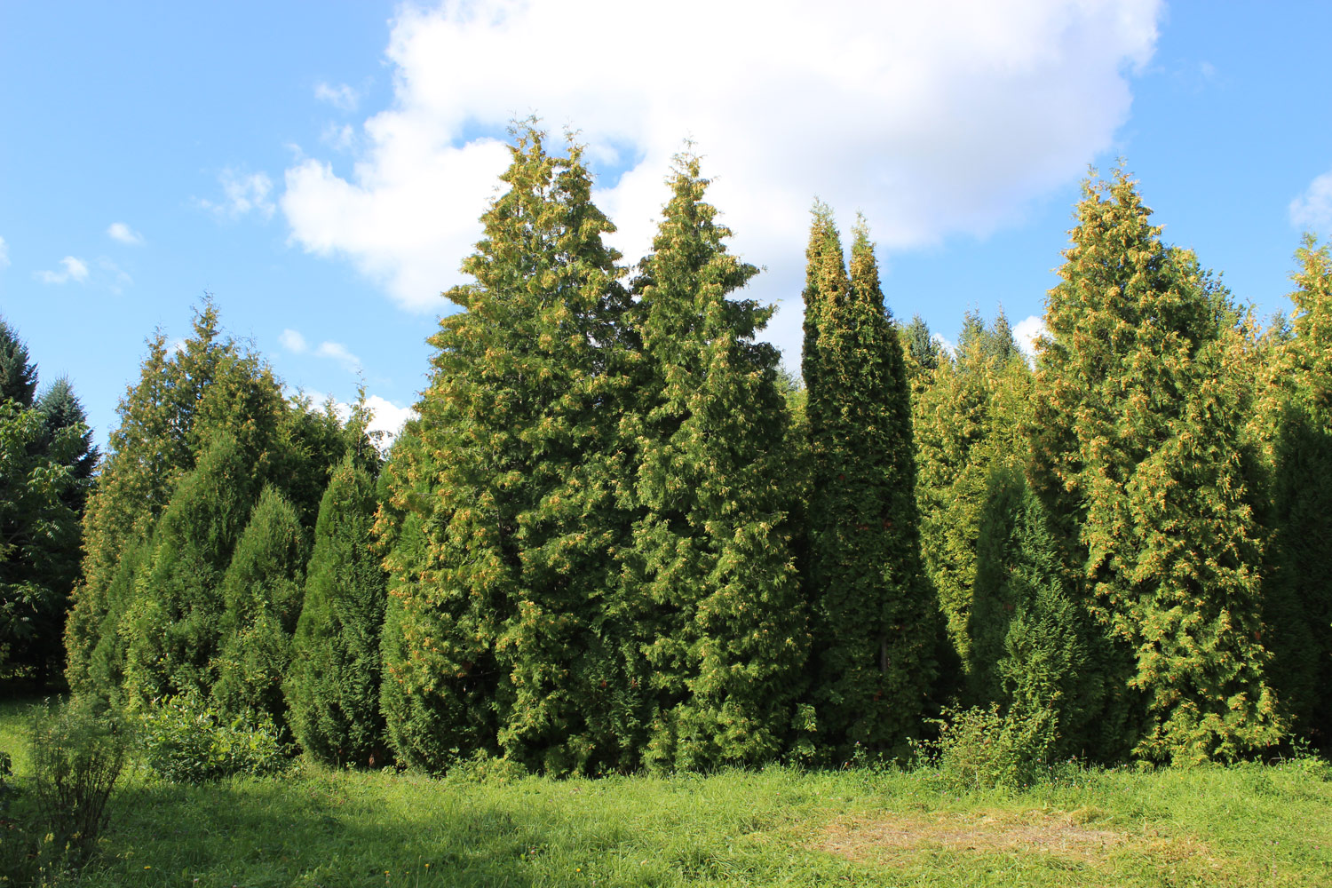 Переславский дендросад, image of landscape/habitat.