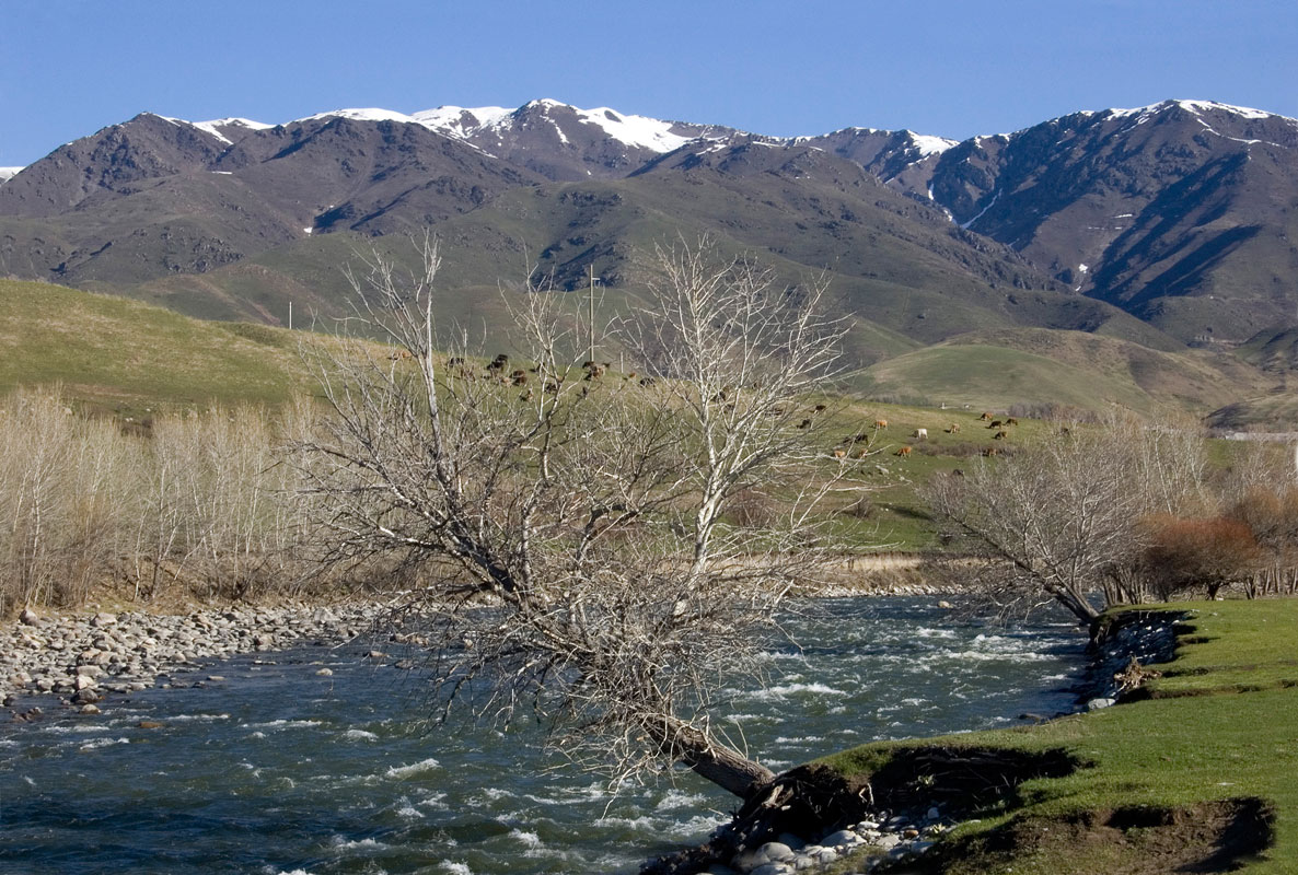 Окрестности села Коксу, image of landscape/habitat.