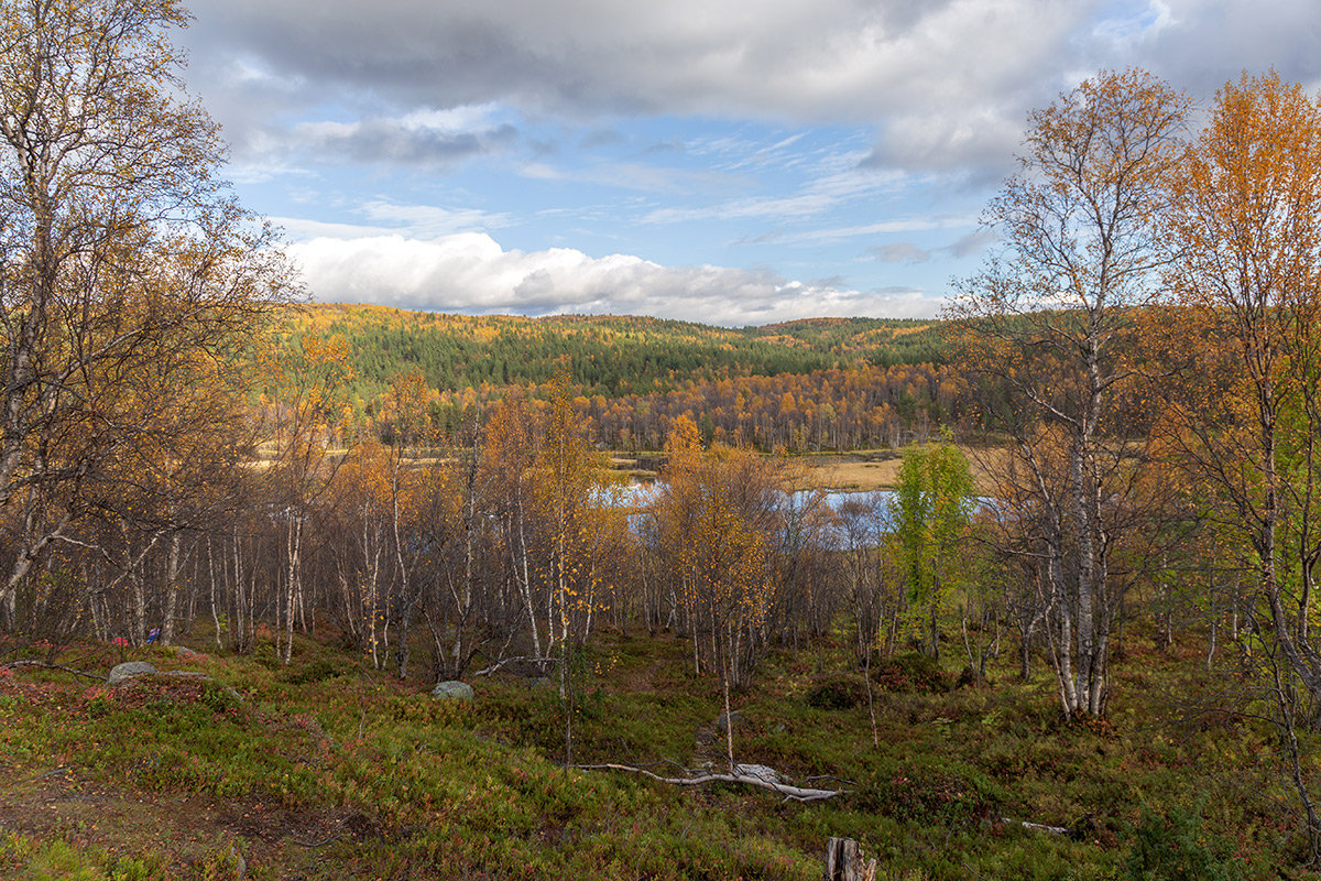 Беличий хвост, image of landscape/habitat.