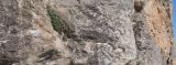Сулейман-Тоо, image of landscape/habitat.
