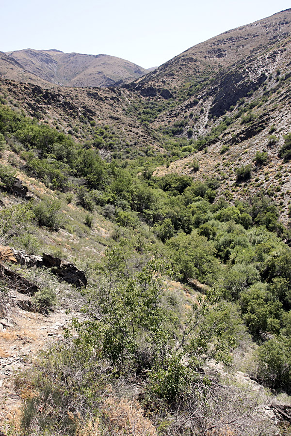 Ущелье Саясу, image of landscape/habitat.