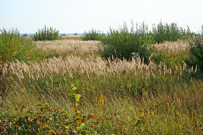 Танаевские луга, image of landscape/habitat.