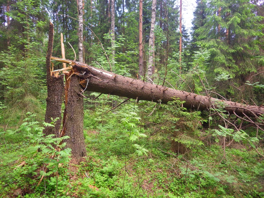 Лемболовское озеро, image of landscape/habitat.