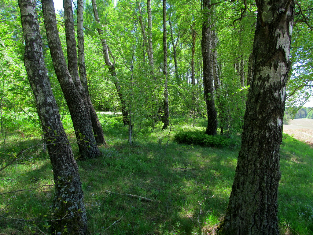 Рутковский пригорок, image of landscape/habitat.