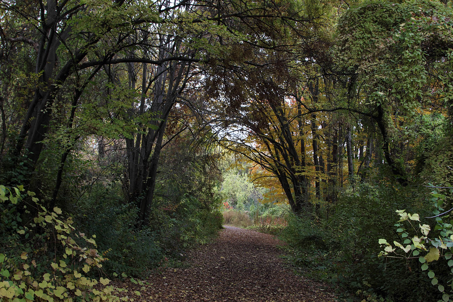 Ботанический сад им.Н.Ф.Русанова, image of landscape/habitat.