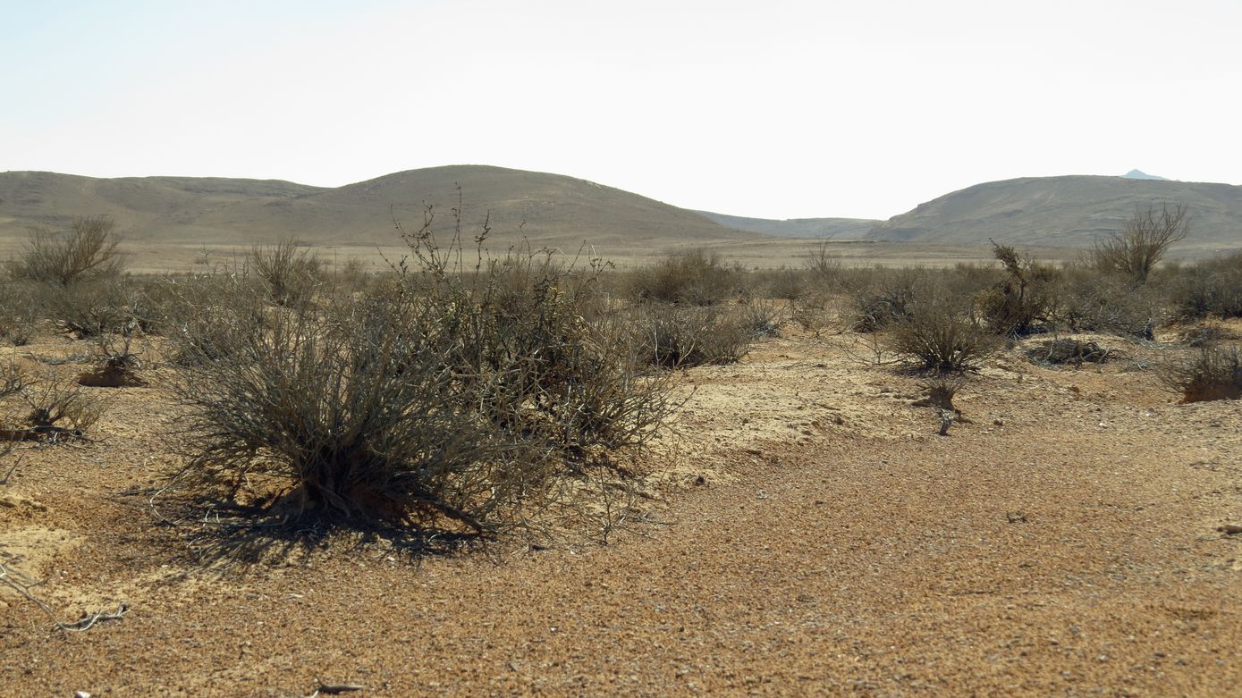 Равнина Мишор а-Сээфим, изображение ландшафта.