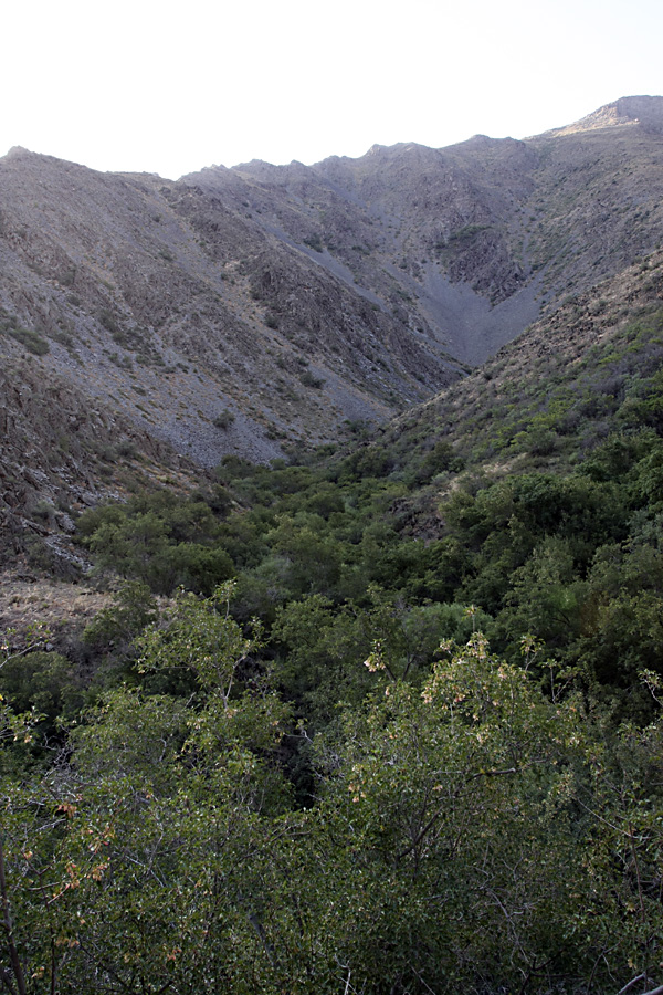 Ущелье Саясу, image of landscape/habitat.