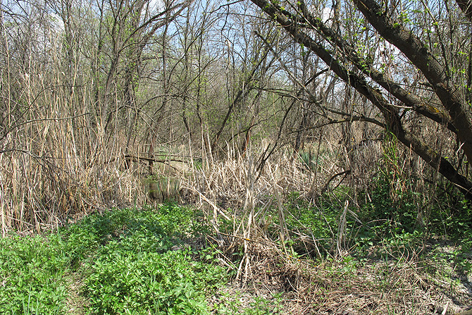 Никаноровка, image of landscape/habitat.