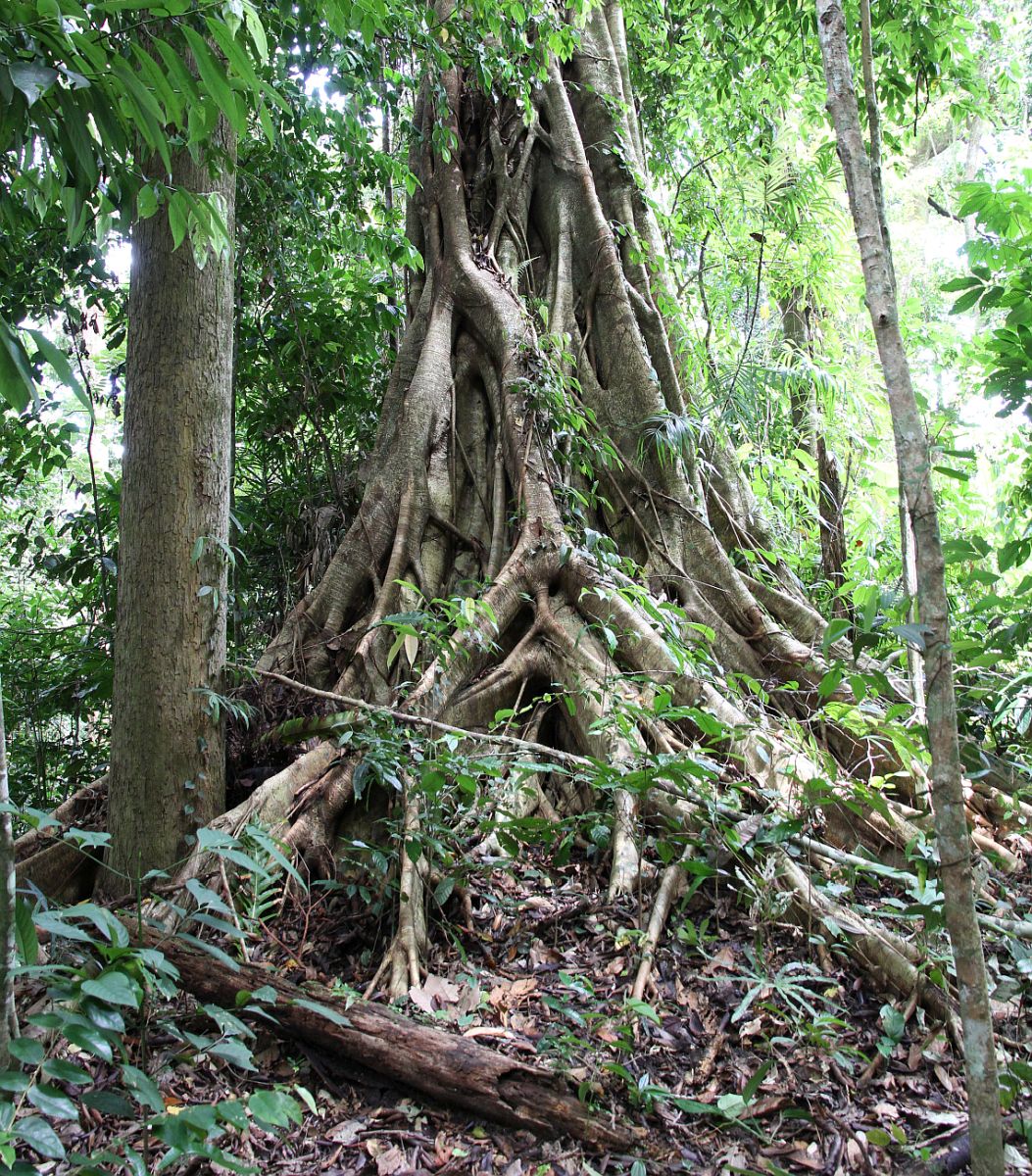 Окрестности лагеря "Lupa Masa", image of landscape/habitat.