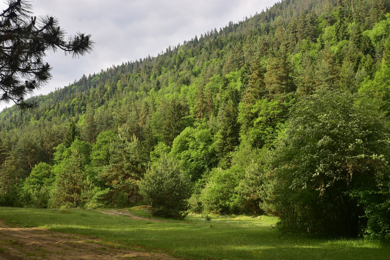 Цинубанская баня, image of landscape/habitat.