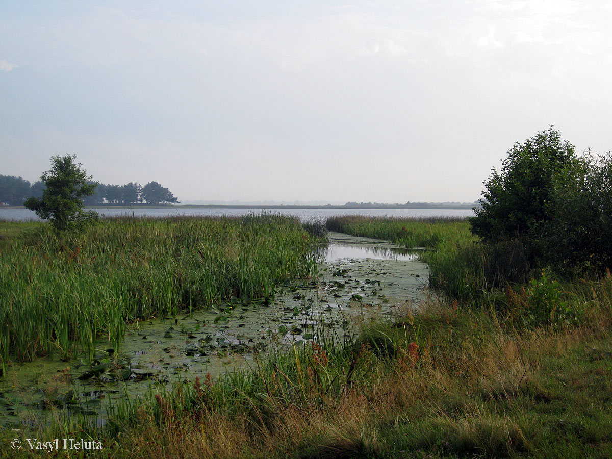 Озеро Святое, image of landscape/habitat.