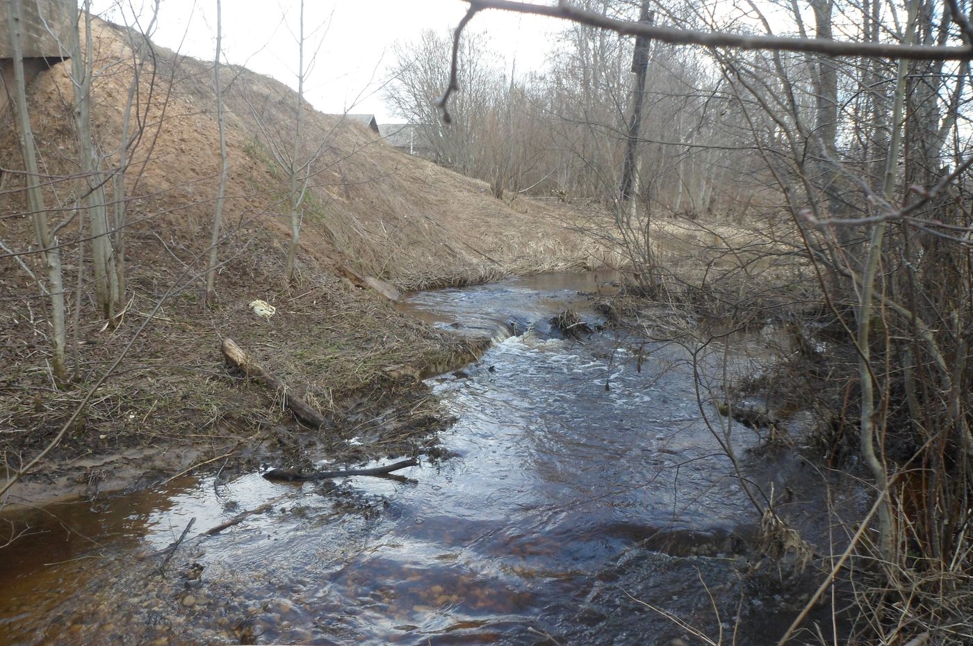 Чистая Дуброва, image of landscape/habitat.