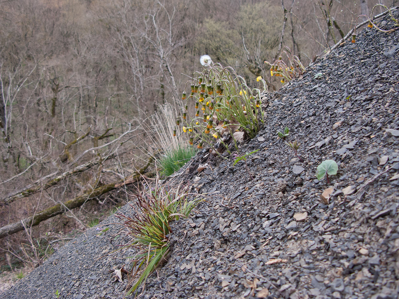 Чугунка, image of landscape/habitat.