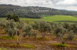 Окрестности Латруна, image of landscape/habitat.