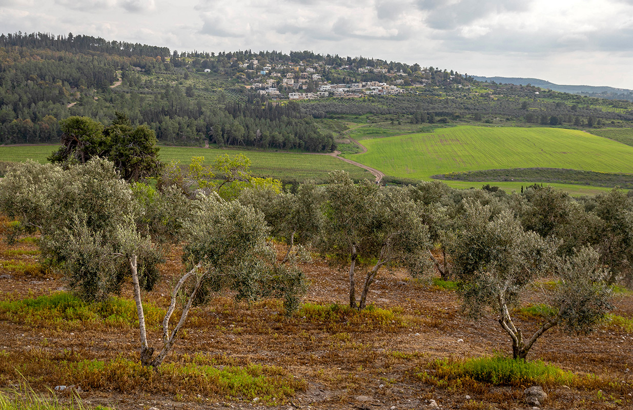 Окрестности Латруна, image of landscape/habitat.