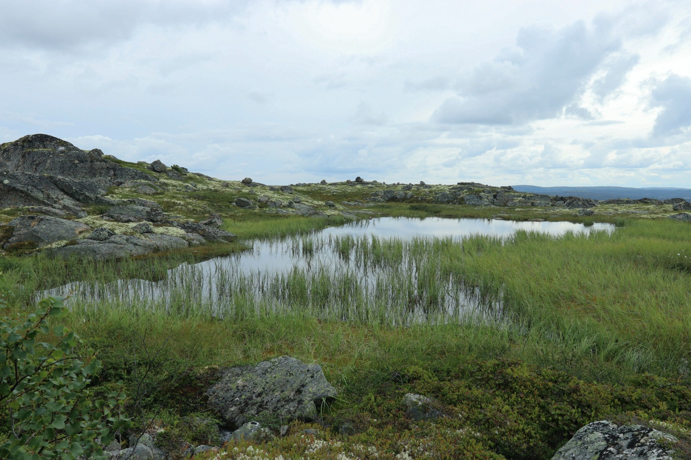 Высота 314.9, image of landscape/habitat.