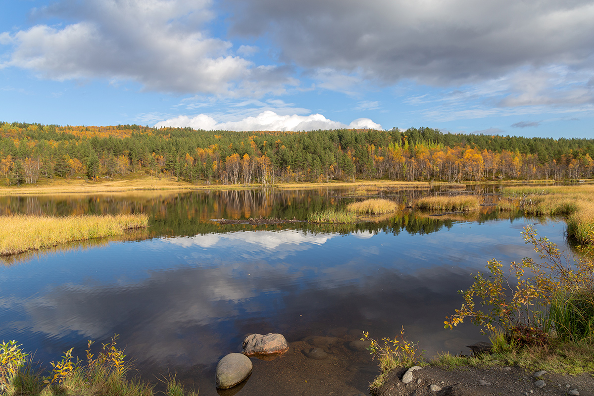 Беличий хвост, image of landscape/habitat.