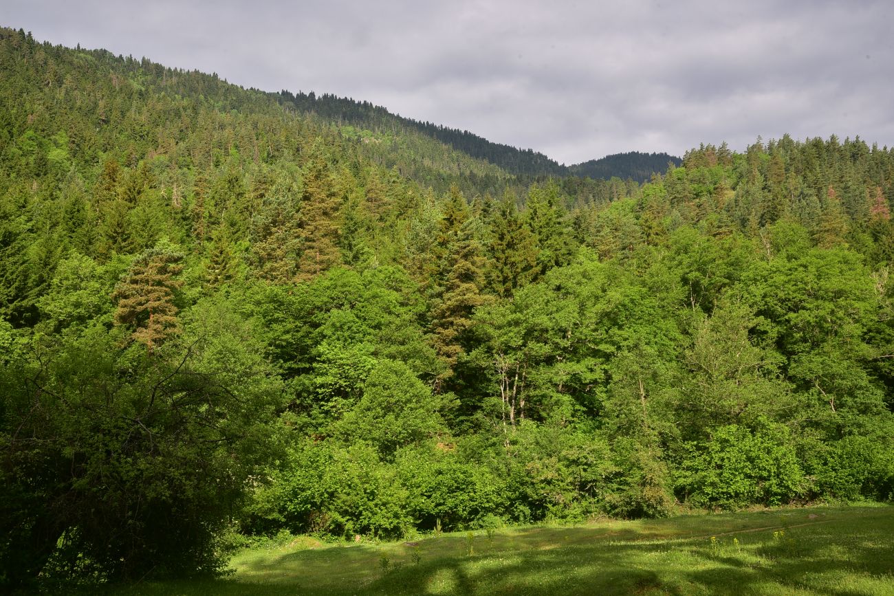 Цинубанская баня, image of landscape/habitat.