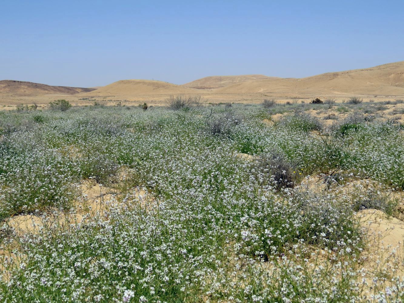 Равнина Мишор а-Сээфим, image of landscape/habitat.