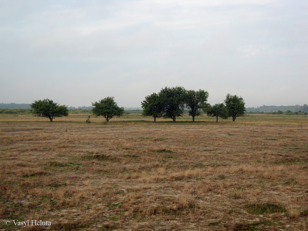 Озеро Святое, image of landscape/habitat.