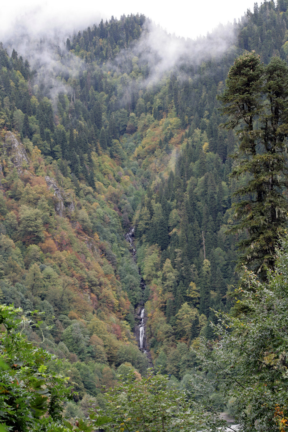 Рица, image of landscape/habitat.