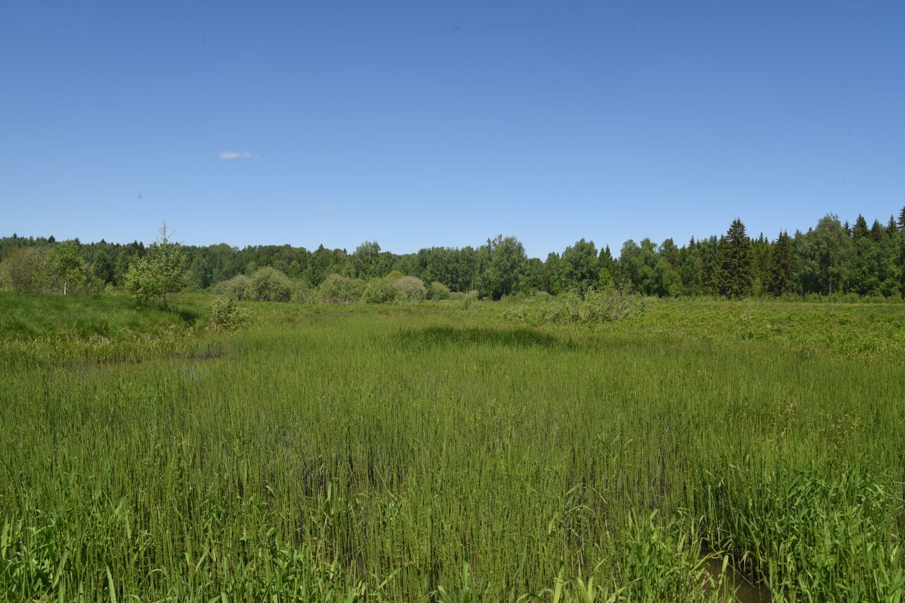 Окрестности истока реки Межиха, image of landscape/habitat.
