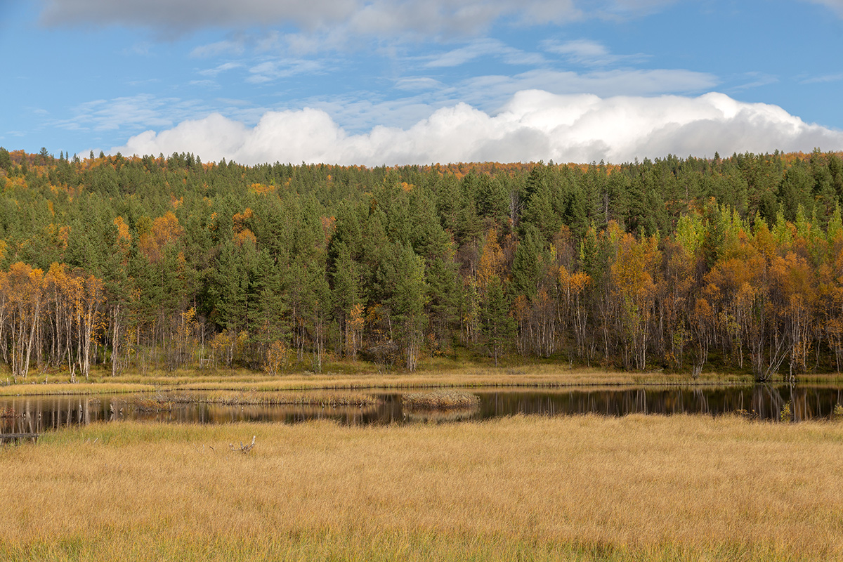 Беличий хвост, image of landscape/habitat.