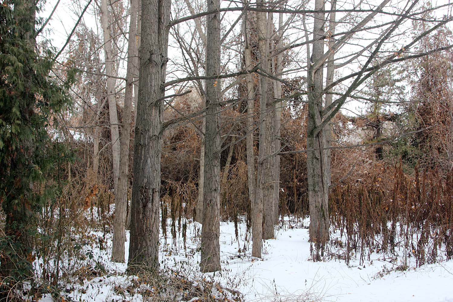 Ботанический сад им.Н.Ф.Русанова, image of landscape/habitat.