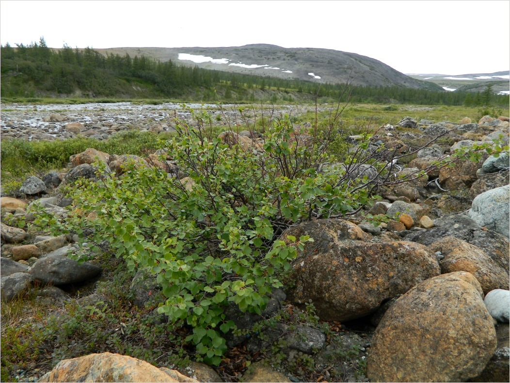 Труба-Ю, image of landscape/habitat.