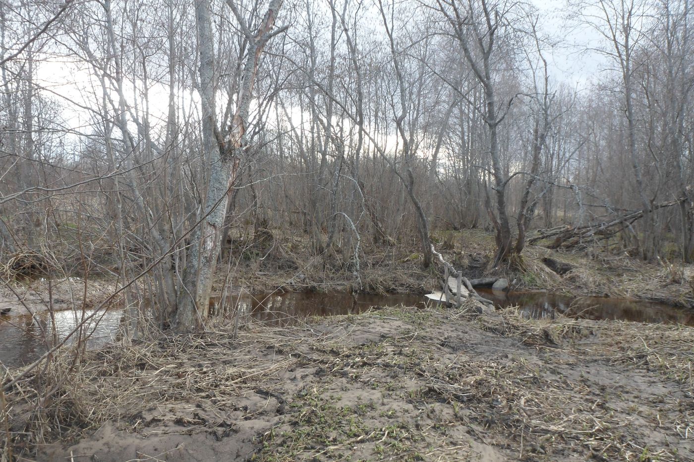 Чистая Дуброва, image of landscape/habitat.