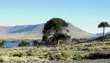 Национальный парк Copahue, image of landscape/habitat.