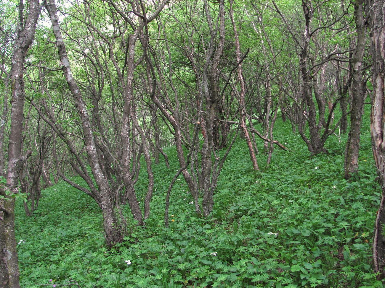 Акуша, image of landscape/habitat.