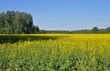 Окрестности села Касмалинка, image of landscape/habitat.