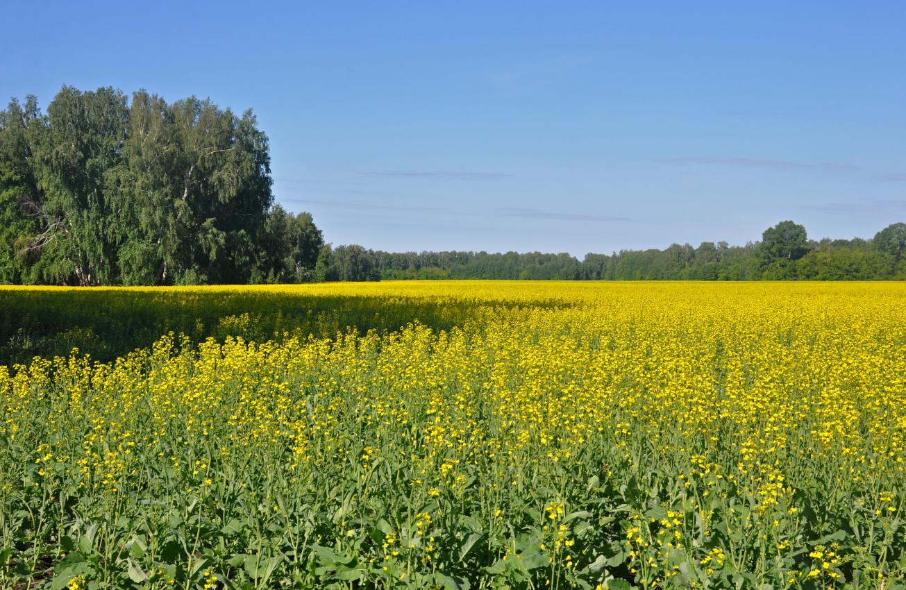 Окрестности села Касмалинка, image of landscape/habitat.